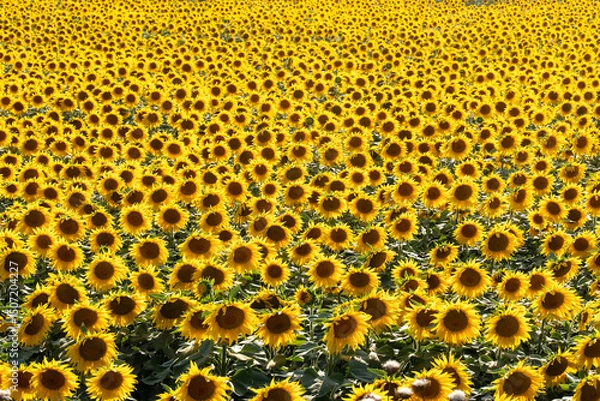 Fototapeta Landscape of sunflower field with blue cloudy sky. 