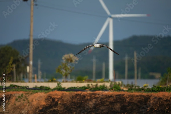Fototapeta Seagull Flying Towards Camera in Wind Turbine Field