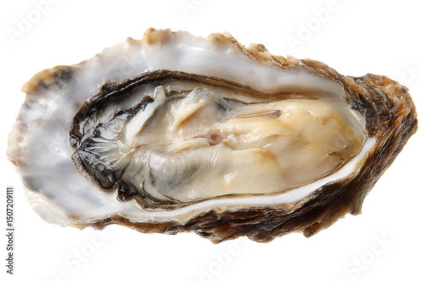 Obraz Fresh Oyster Shellfish A Culinary Delight