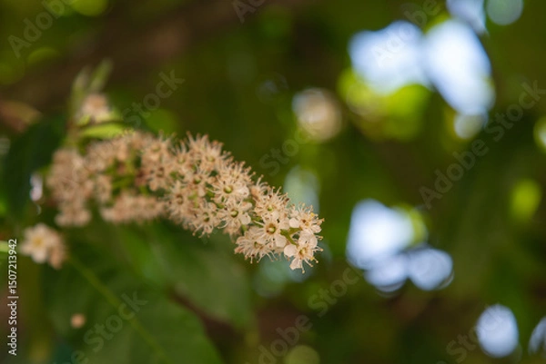 Obraz Close-up of a blooming flower spike with tiny white blossoms, set against a soft, sun-dappled green background
