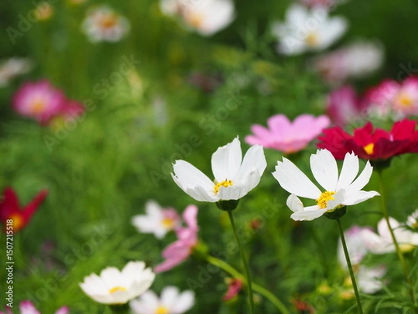 Obraz Cosmos flowers on blurred background. Top view of Mexican aster in white} dark pink,red, pink blossom in garden. Cosmos bipinnatus or Garden cosmos. Petals are thin, single or double, similar to daisy
