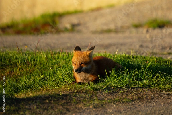 Obraz Cute red fox cub relaxing in the sun with eyes closed near the entrance of its den in road culvert during a golden hour early morning, Island of Orleans, Quebec, Canada