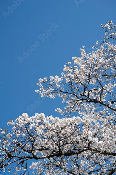 Fototapeta 青空と桜