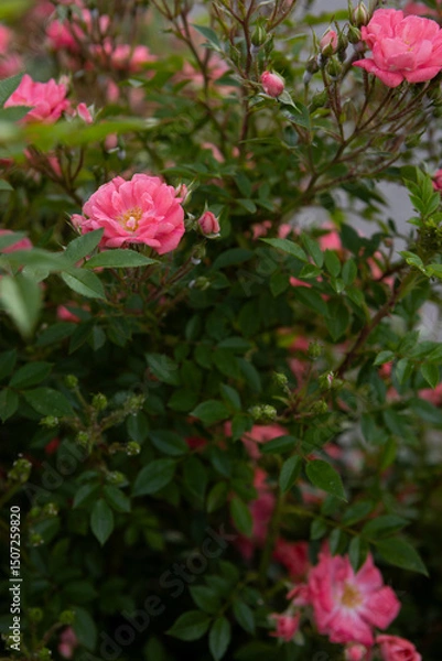 Fototapeta Natural background with blooming roses flowers in green bush