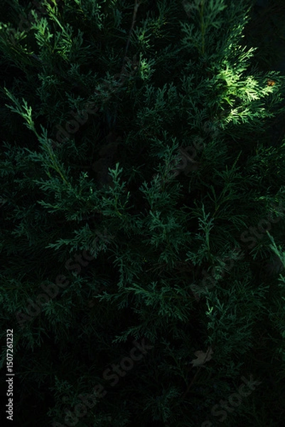 Fototapeta Dark Green natural background evergreen branches in forest