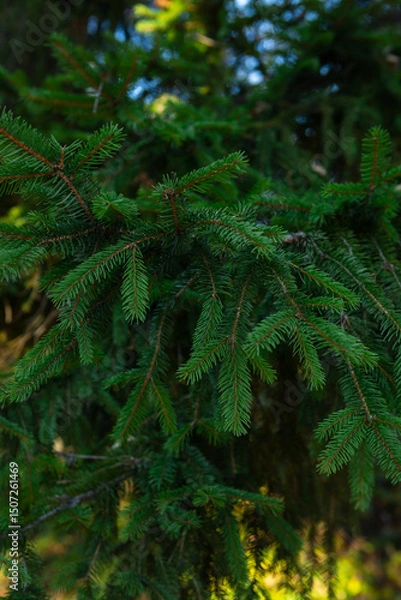 Fototapeta Green natural background evergreen branches in forest