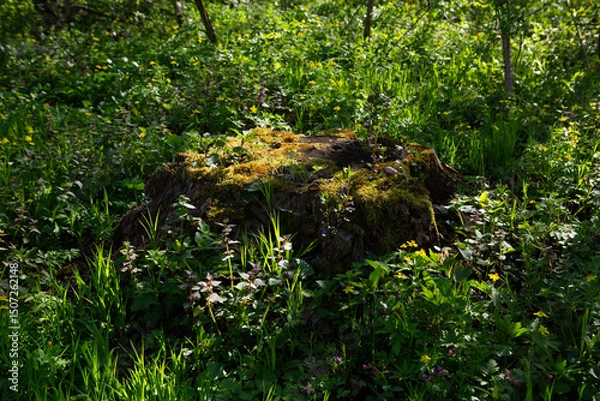 Fototapeta Landscape with tree trunk in spring sunny forest