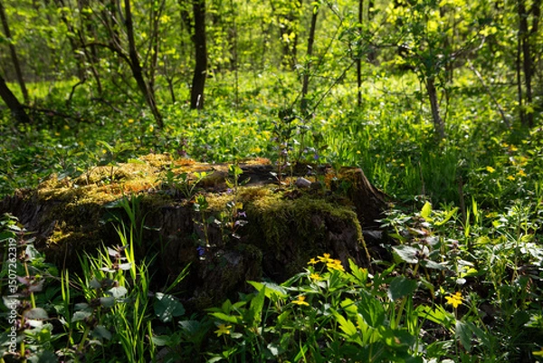 Fototapeta Landscape with tree trunk in spring sunny forest ecosystem recovery