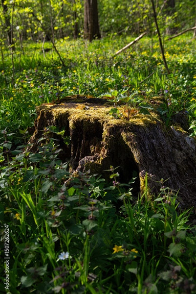 Fototapeta Landscape with tree trunk in spring sunny forest ecosystem recovery concept
