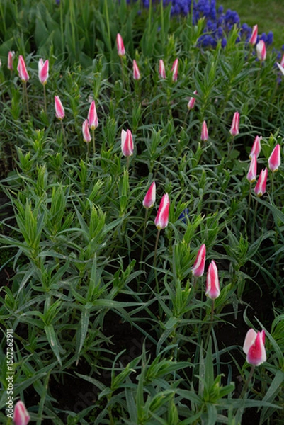 Fototapeta Spring flower bed with tulips blooming season nature