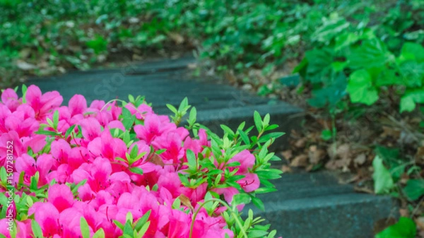 Fototapeta つつじ