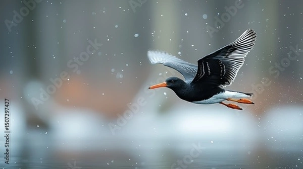 Fototapeta A stunning bird in flight across a serene and snowy landscape
