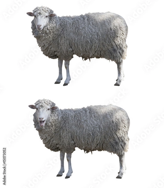 Obraz Sheeps isolated whit clipping path