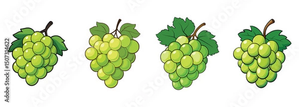 Fototapeta Green grapes vector art