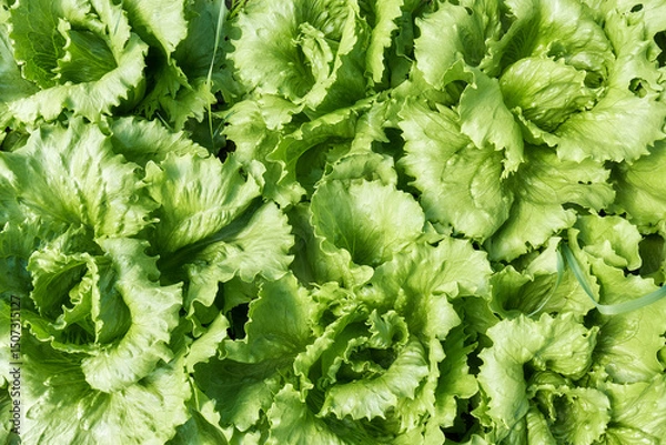 Fototapeta Close up photo of organic lettuce, selective focus.