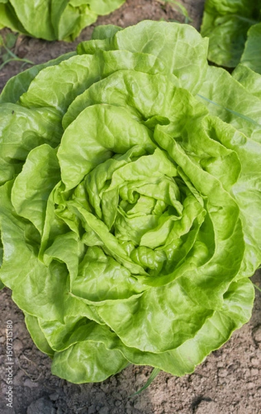 Fototapeta Close up photo of organic lettuce, selective focus.