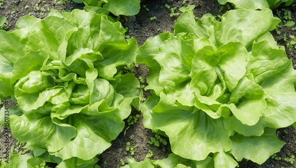 Fototapeta Close up photo of organic lettuce, selective focus.
