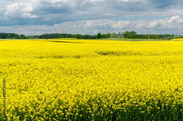 Fototapeta A field of yellow flowers against a cloudy sky