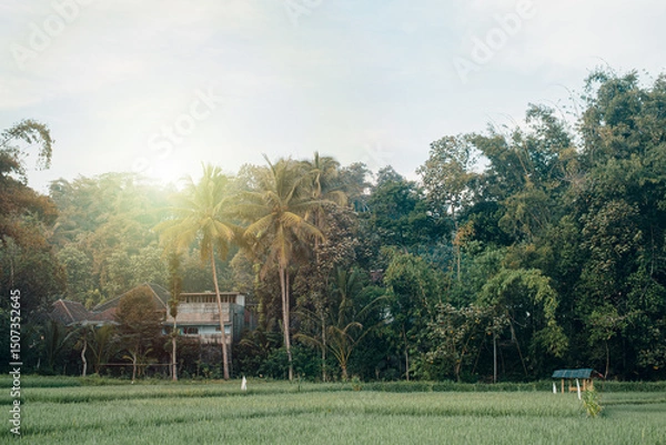 Fototapeta Rice terrace fields with some tall palm trees, houses, and a hut in the sunrise