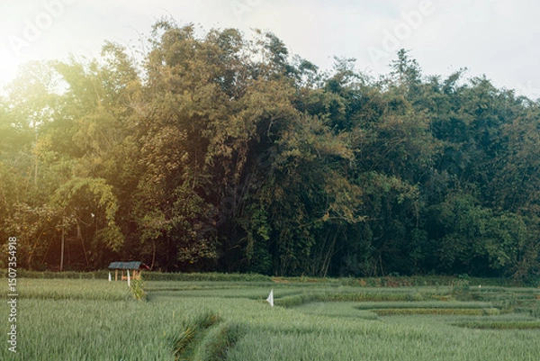 Fototapeta Rice terrace fields with some tall palm trees and a hut in sunrise