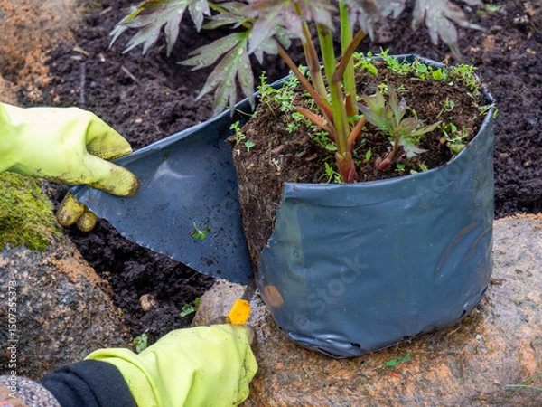 Obraz A gardener cuts a plastic bag to remove a seedling. Planting peonies in the garden. Rules and tips for planting seedlings