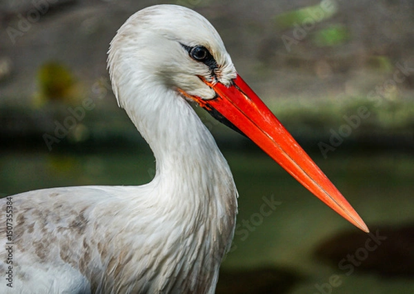 Fototapeta white stork ciconia