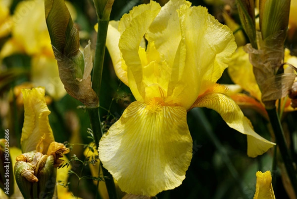 Fototapeta Flowers of the yellow iris, Iris pseudacorus, in the garden
