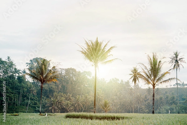 Fototapeta Rice terrace fields with some tall palm trees located in Dampit, Malang, East Java, Indonesia in the sunrise