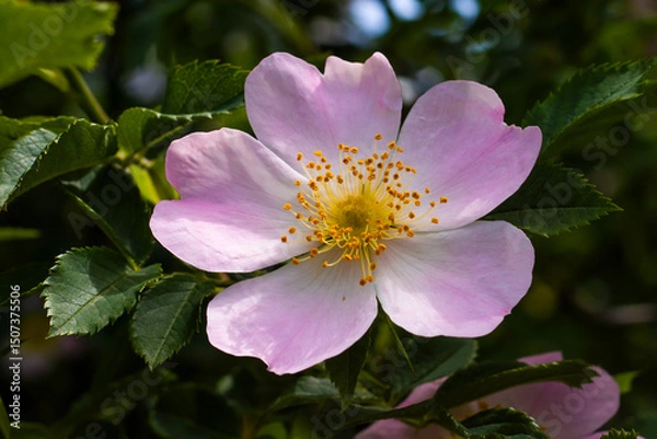 Fototapeta Delicate bloom of a wild rose shining under bright sunlight in a serene garden setting