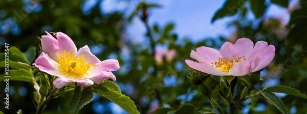 Fototapeta Beautiful blooming wild roses against a bright blue sky in a serene garden setting during springtime
