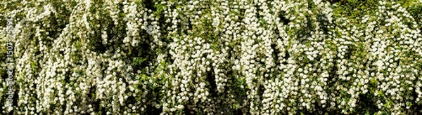 Fototapeta Blooming white flowers cascade from lush greenery in a vibrant garden panorama during the warm summer afternoon light