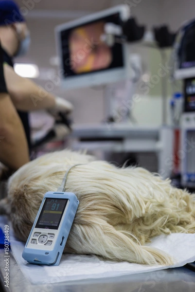 Fototapeta A veterinarian monitors a dog's vital signs on the operating table using a handheld device while a medical screen displays information during a procedure at a clinic. Dog undergoing surgery.