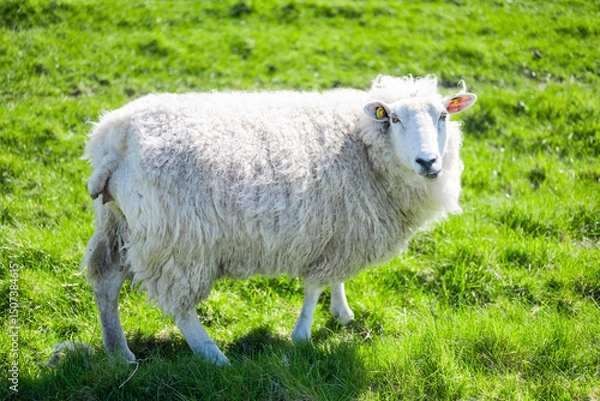 Fototapeta Cute sheep grazing peacefully in a green field in Westerhever Germany idyllic rural scene near the coast with natural beauty and calm atmosphere.