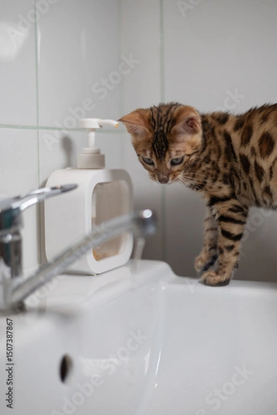Fototapeta A tabby Bengal kitten cautiously steps on a white bathroom sink, sniffs the soap dispenser, showing curiosity and playfulness in a home environment. Kitten explores a bathroom sink.