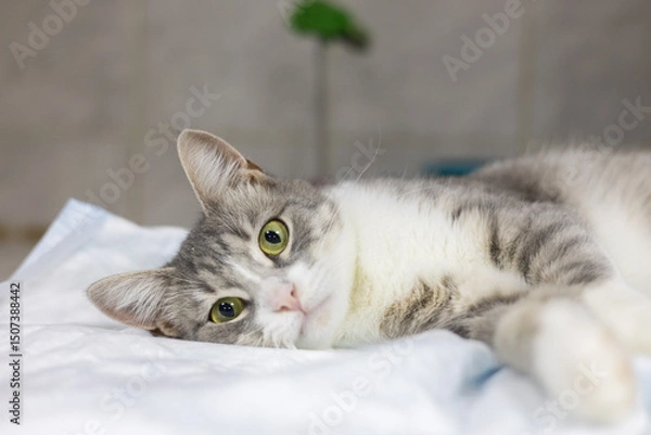 Obraz Gray and white domestic shorthair cat lying on white absorbent veterinary blanket, resting after medical procedure in veterinary clinic. Cute cat looking at camera in veterinary hospital.