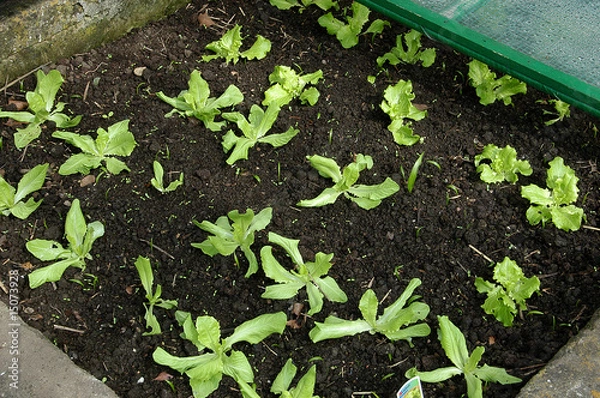 Obraz junger Blattsalat