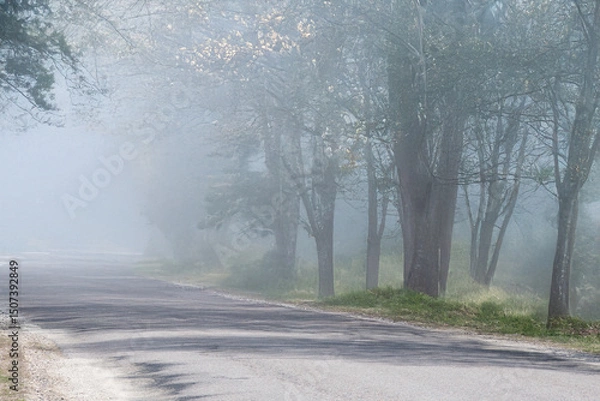 Fototapeta A peaceful rural road lined with tall trees is enveloped in a soft morning mist, creating a calm, dreamy atmosphere.