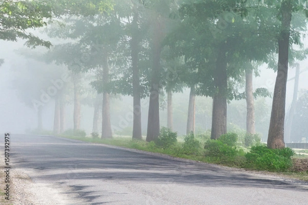 Fototapeta A peaceful rural road lined with tall trees is enveloped in a soft morning mist, creating a calm, dreamy atmosphere.