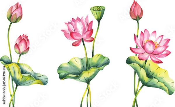 Obraz Watercolor Lotus Flower Set Hand Painted. Pink lotus flowers Illustration isolated on a white background.