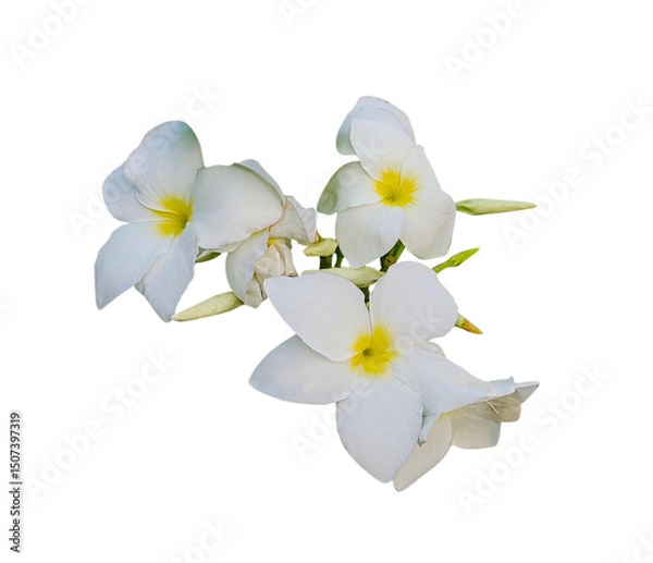 Fototapeta Beautiful white phalaenopsis orchid flower with delicate petals and a graceful stem blooming in spring, perfectly isolated on a white background showcasing its tropical beauty and elegant botany