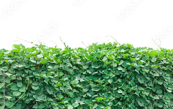 Fototapeta Fresh green ivy grows on a wall, complementing a natural grass background