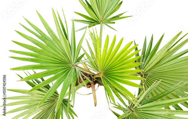 Fototapeta Vibrant green palm fronds and a tropical tree branch stand out against a clear summer sky, perfect for a natural, isolated beach image