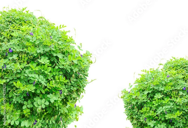 Fototapeta green grass frame isolated on white background, Tender green grass and lush moss distinctly isolated on a pristine white background