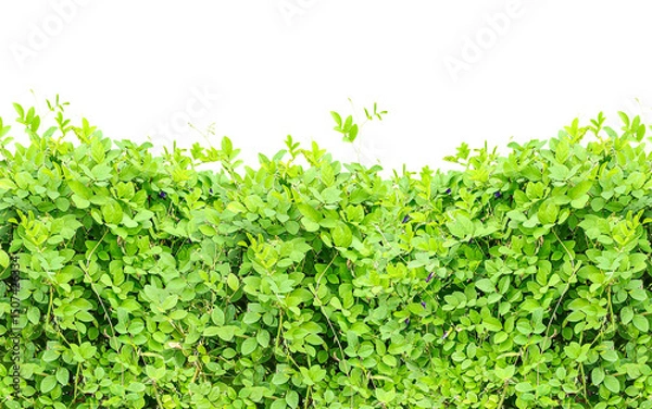 Fototapeta green grass background, A serene, sunlit landscape with rolling hills and a clear sky, perfect for conveying tranquility and natural beauty
Creative team collaborating on a project, showcasing diverse