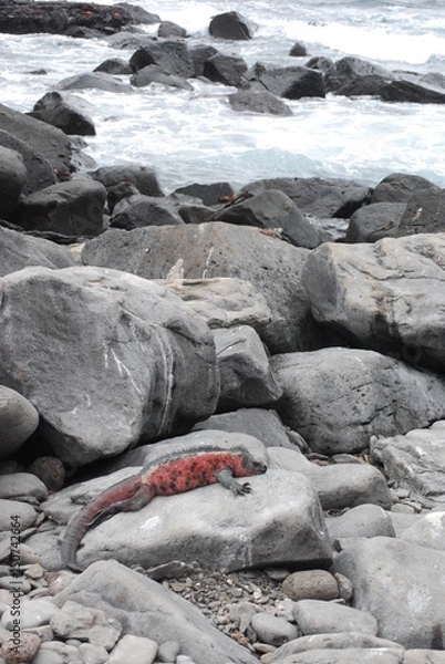 Obraz Napping Lizard 2