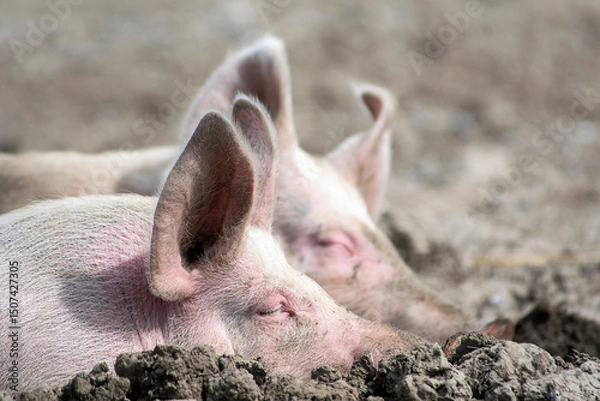 Fototapeta Organic pigs sleeping in the mud in Denmark during springtime. They eat, play, and enjoy life in the green landscapes and by their houses in the open air