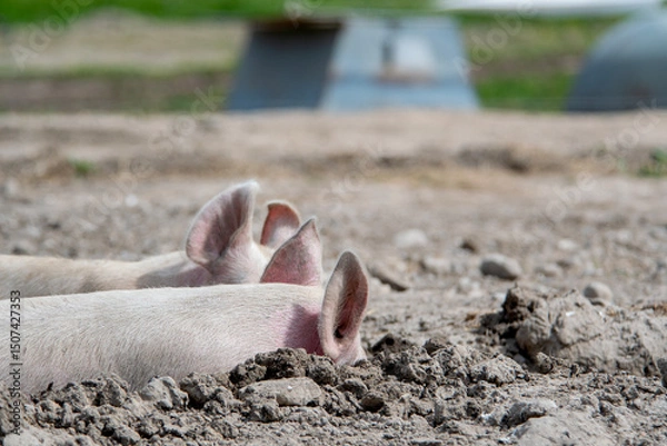 Fototapeta Organic pigs sleeping in the mud in Denmark during springtime. They eat, play, and enjoy life in the green landscapes and by their houses in the open air