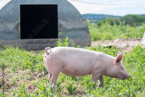 Fototapeta Organic pigs in front of their house Denmark during springtime. They eat, play, and enjoy life in the green landscapes and by their houses in the open air