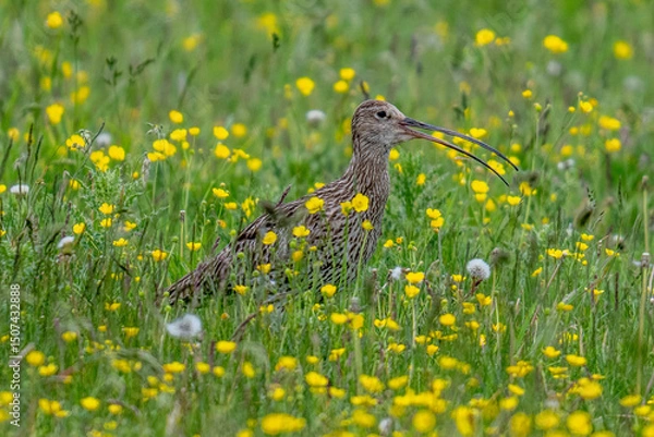 Fototapeta Eurasian Curlew in a summer meadow of grass with wild flowers