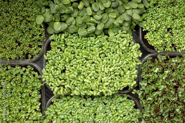 Obraz Assorted microgreens in square containers on dark wooden background
